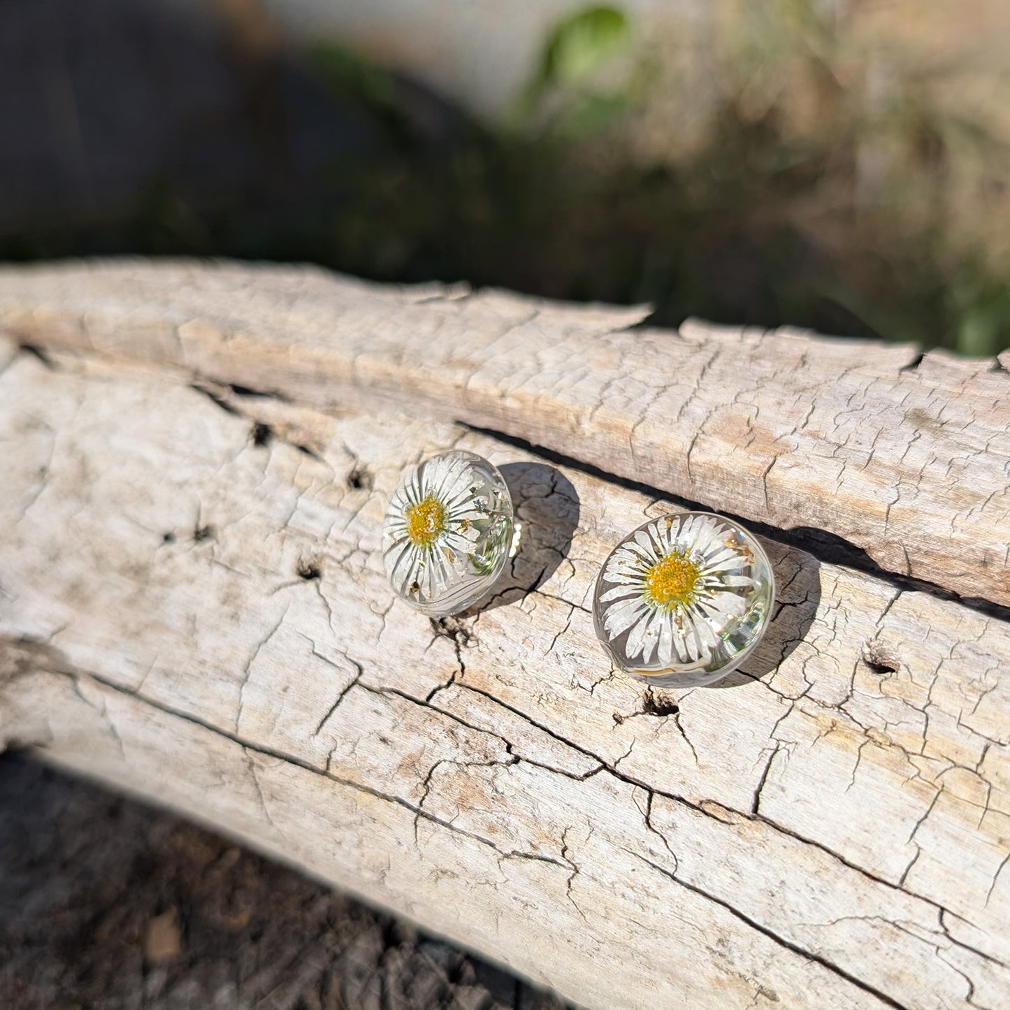 Real Pressed Daisy Resin Stud Earrings – Minimalist Gift for Her