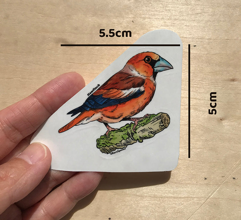 Hawkfinch sticker