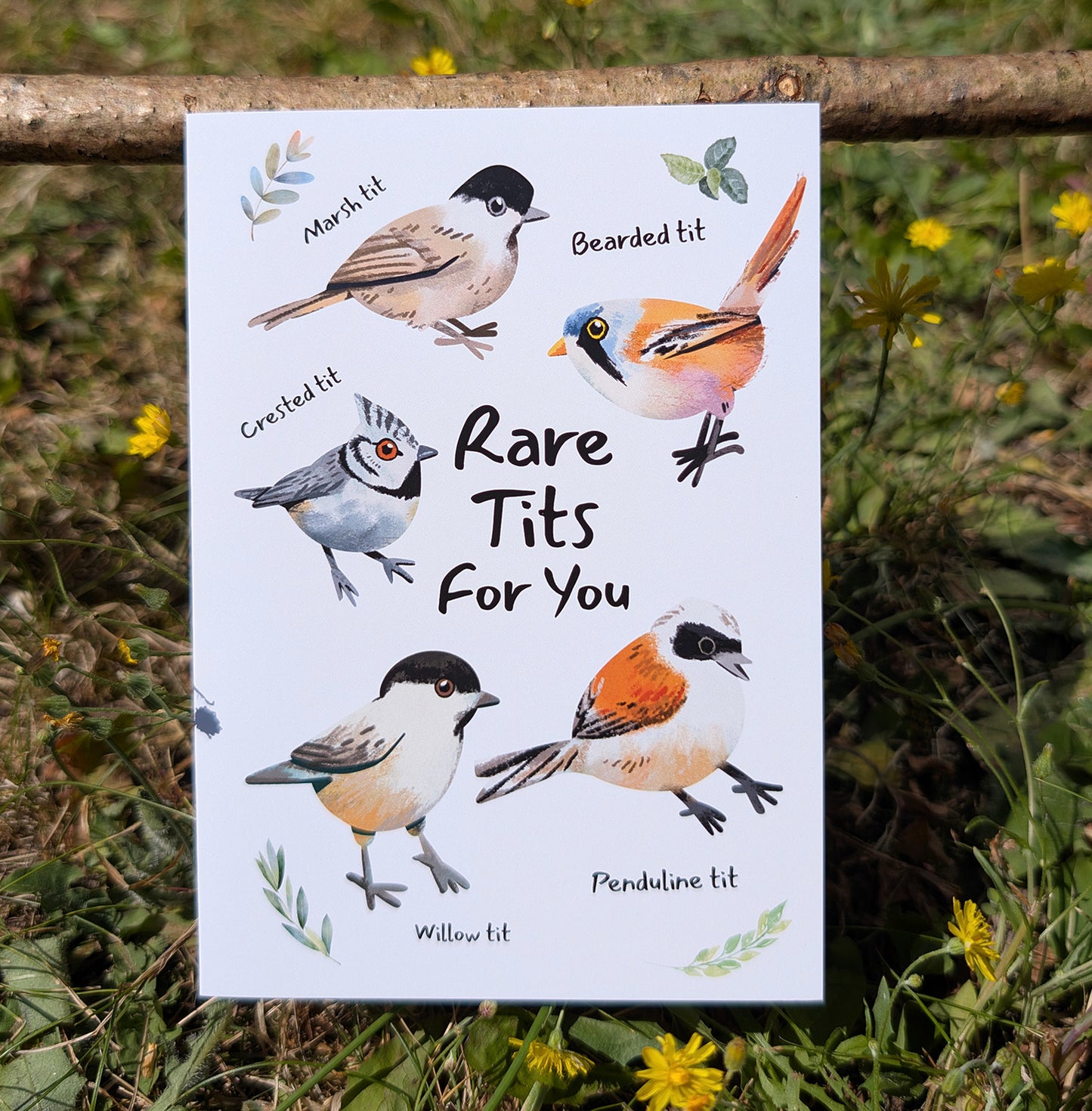 Rare Tits For You Card | Funny British Bird Watcher Greeting Card