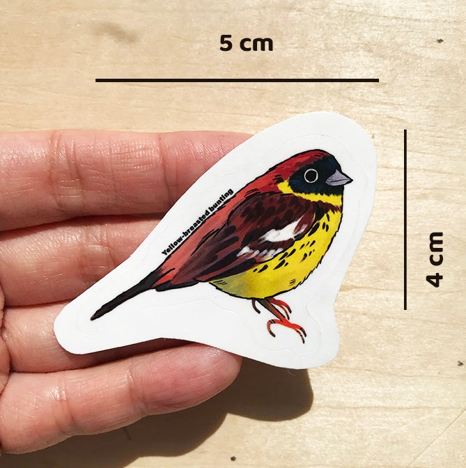 Yellow-breasted bunting sticker