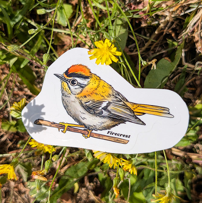 firecrest bird sticker