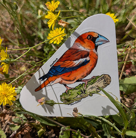 Hawkfinch sticker