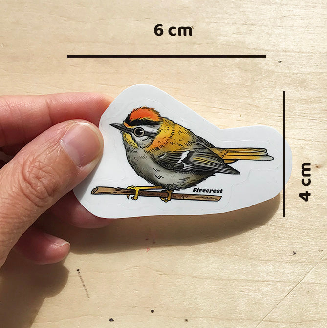 firecrest bird sticker