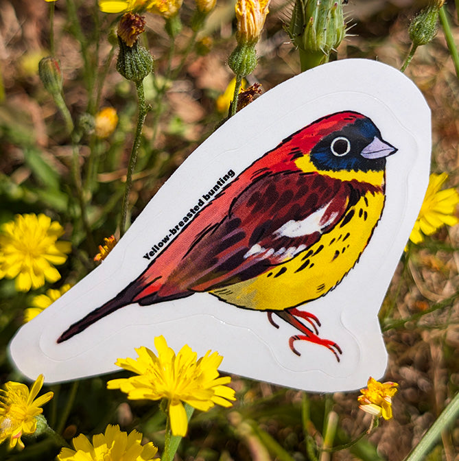 Yellow-breasted bunting sticker