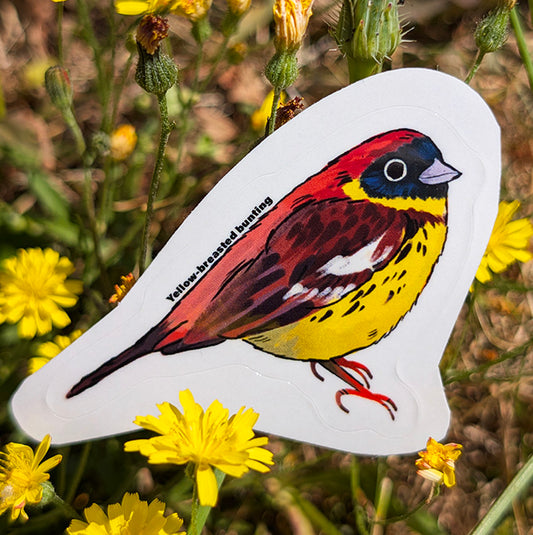 Yellow-breasted bunting sticker